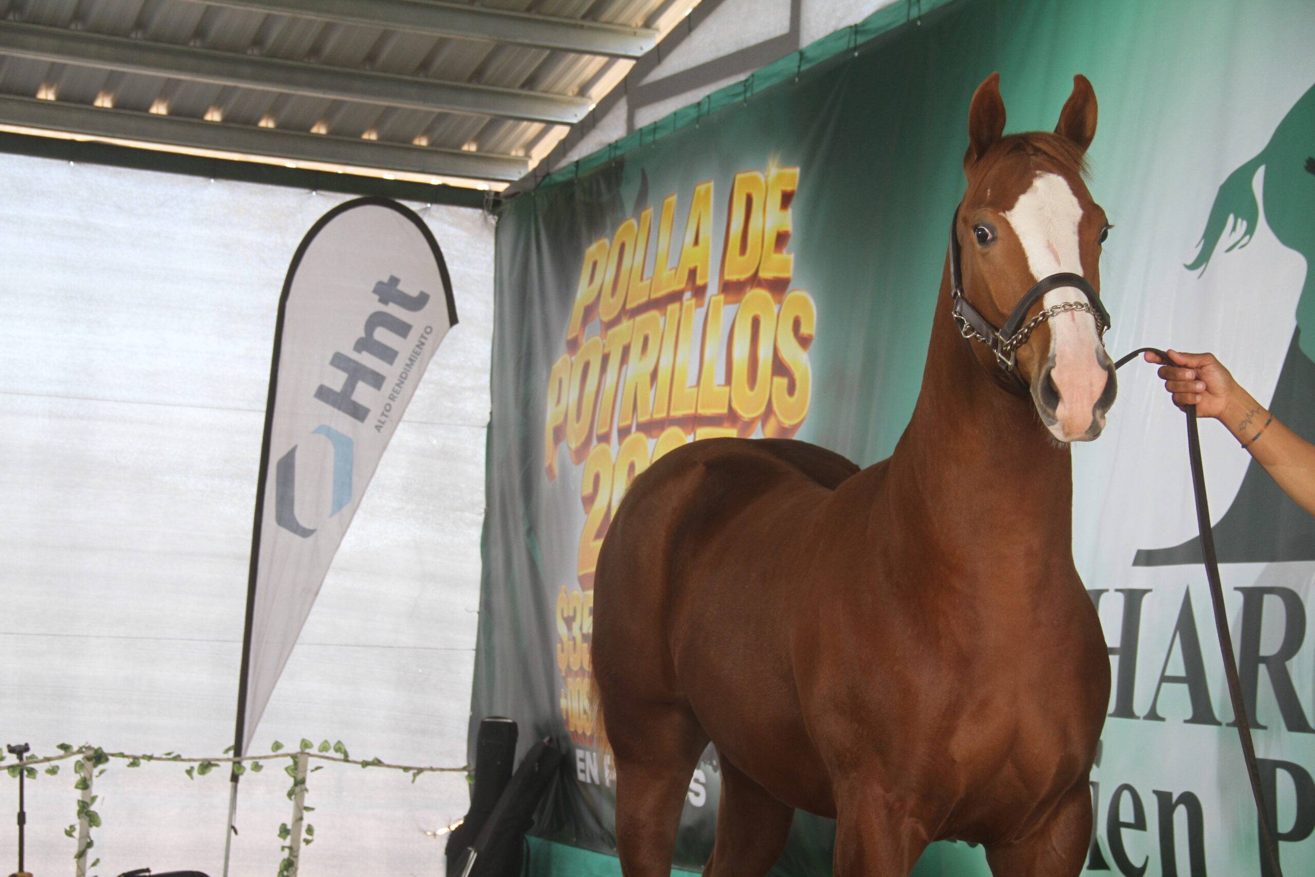 Hero Eagle alazán en el ring del Remate Selección Haras La Bien Plantada con bandera HNT y Polla de Potrillos 2027
