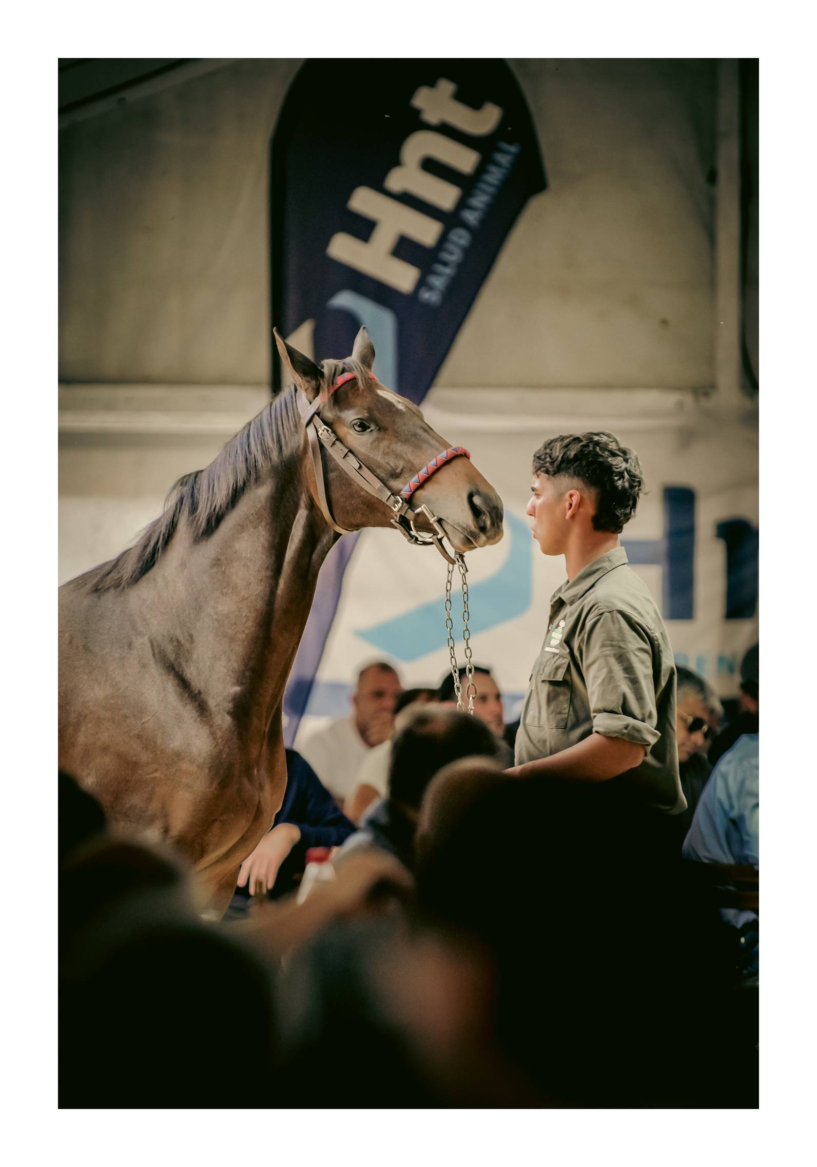 Ejemplar presentado en pista durante la Venta Otoño del Haras Don Florentino con sponsoreo del Laboratorio HNT