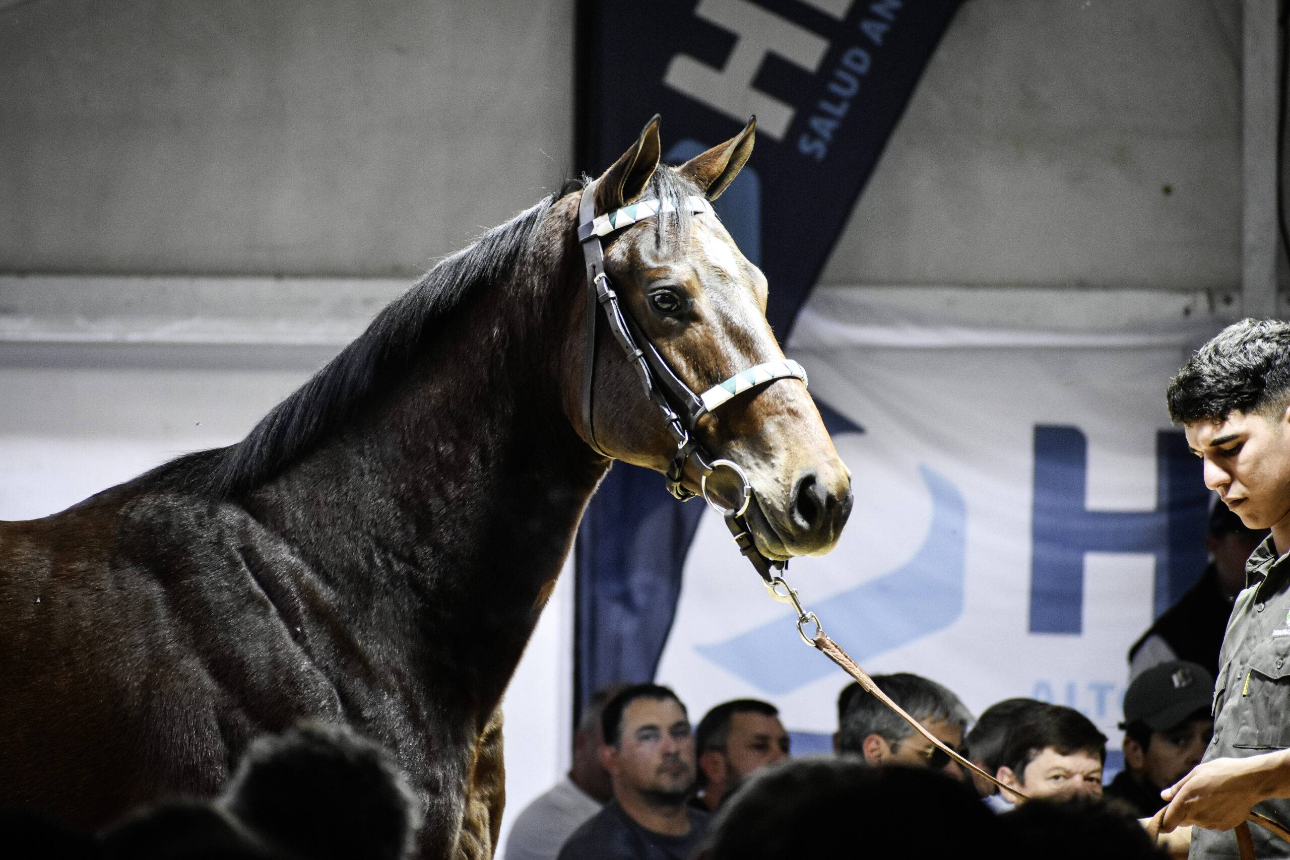 Producto de remate desfilando ante los compradores en la Venta Otoño del Haras Don Florentino