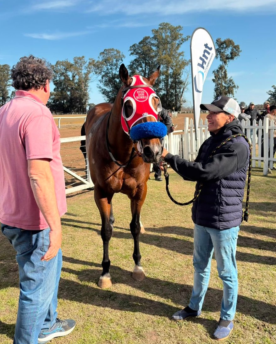 Don Sebastian con la capucha roja del Stud Don Romeo, sostenido por su cuidador antes de la carrera